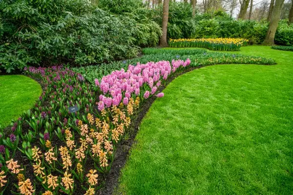 colorful garden with yellow and pink flowers