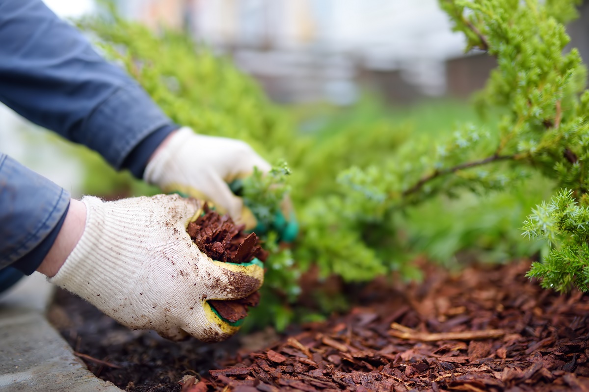 Gloved hands spreading bark mulch around a juniper shrub