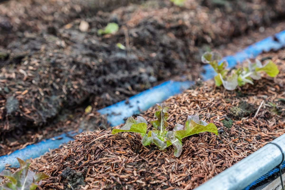 How Mulching Helps Maintain a Healthy Lawn in Zelienople, PA 4 Young lettuce seedlings growing in a raised bed topped with bark mulch