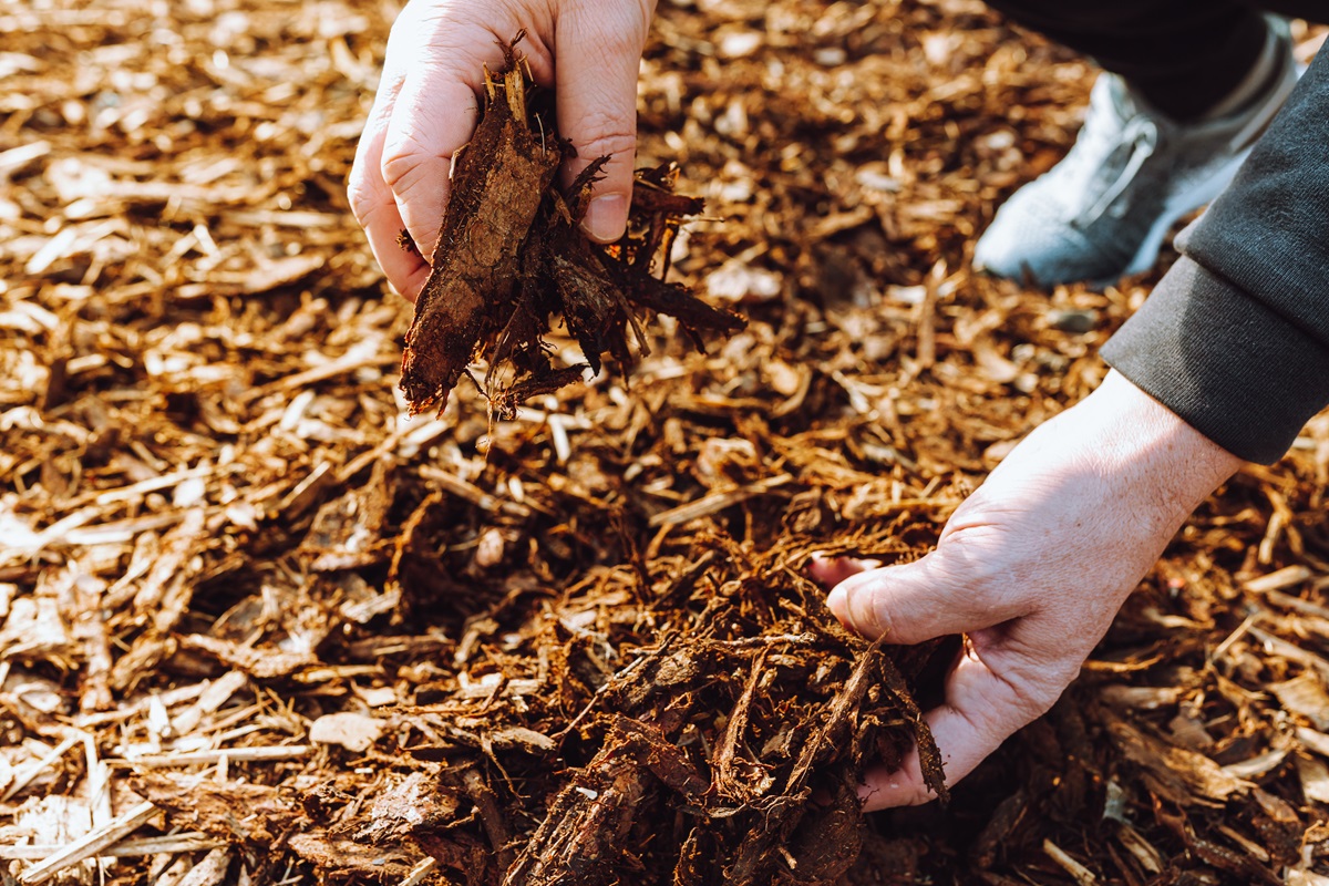 How Mulching Helps Maintain a Healthy Lawn in Zelienople, PA 2 Hands lifting shredded bark mulch from a freshly spread mulch bed