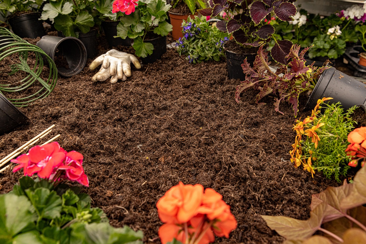 How Mulching Helps Maintain a Healthy Lawn in Zelienople, PA 6 Dark mulch bed being planted with geraniums, coleus and marigolds in nursery pots