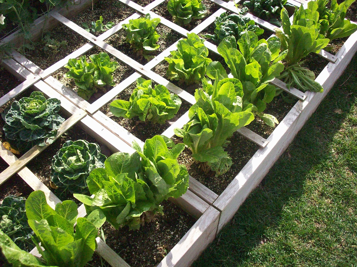 Raised wooden garden beds planted in a grid with lettuce and cabbage