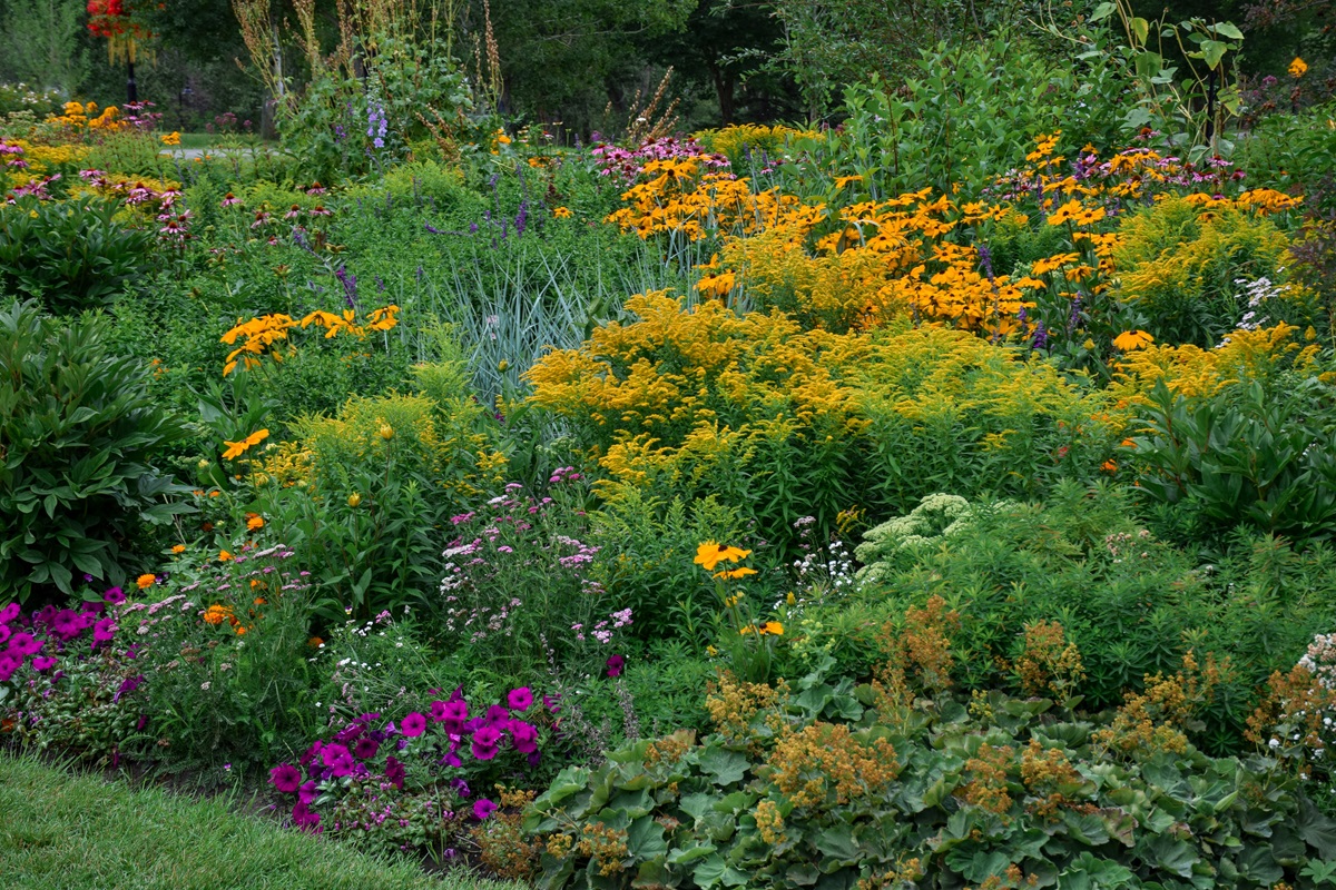 Dense perennial border of black eyed Susans, goldenrod and petunias