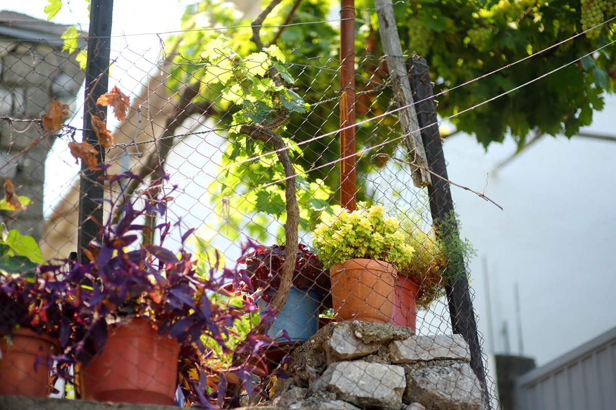 Terracotta pots of trailing plants lined along a wire fence under grapevines