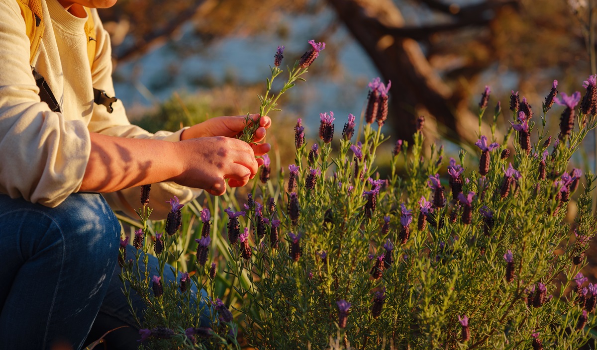 Person cutting lavender stems in a flowering lavender bed at sunset