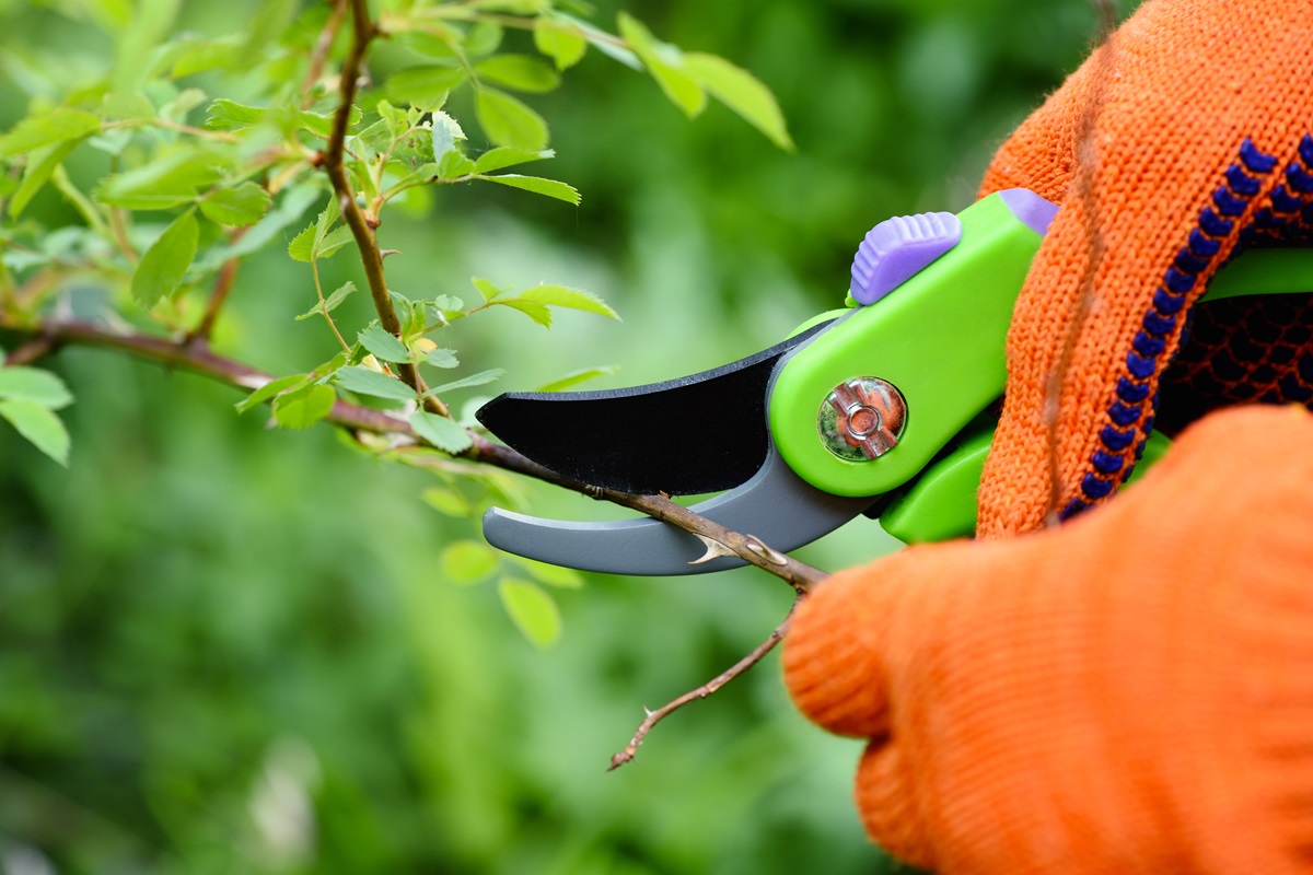Gloved hand pruning a branch with green bypass pruners