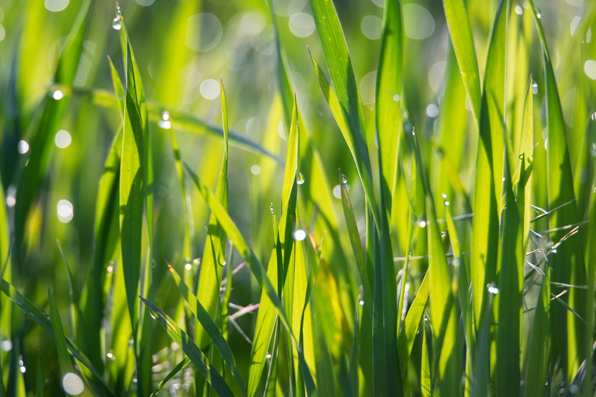 Close up of dew covered green grass blades