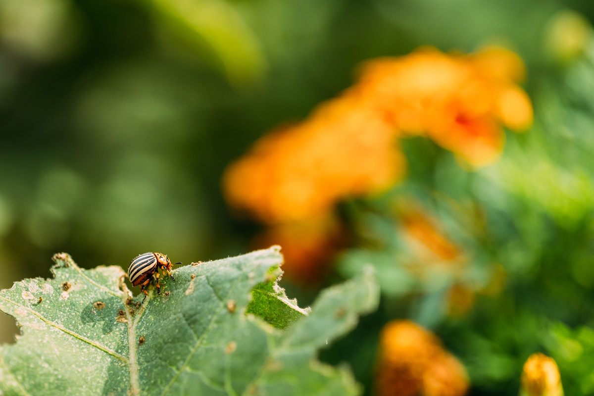 Colorado potato beetle on a chewed leaf beside orange marigolds