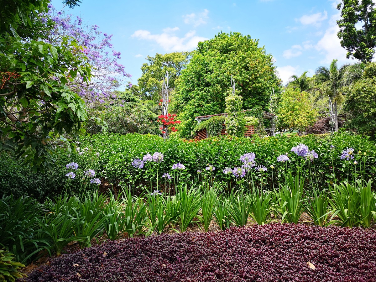 Lush garden with blue agapanthus, a jacaranda tree and clipped hedging