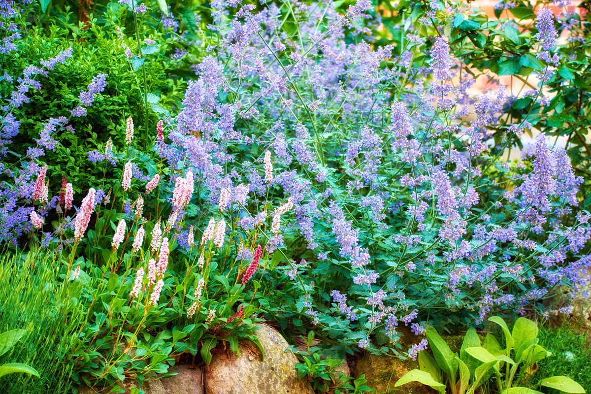 Perennial border of catmint and pink persicaria spilling over edging stones