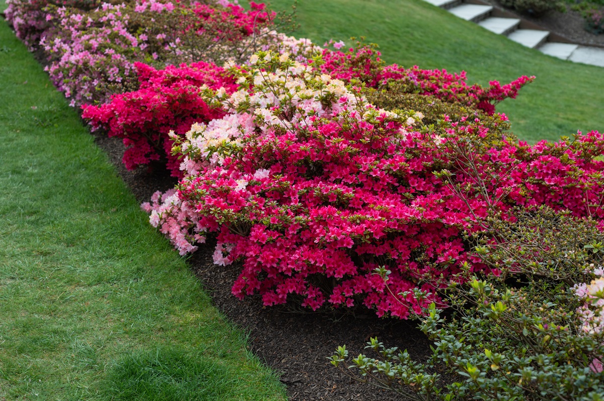 Long azalea border in pink and red along a mulched bed beside a lawn