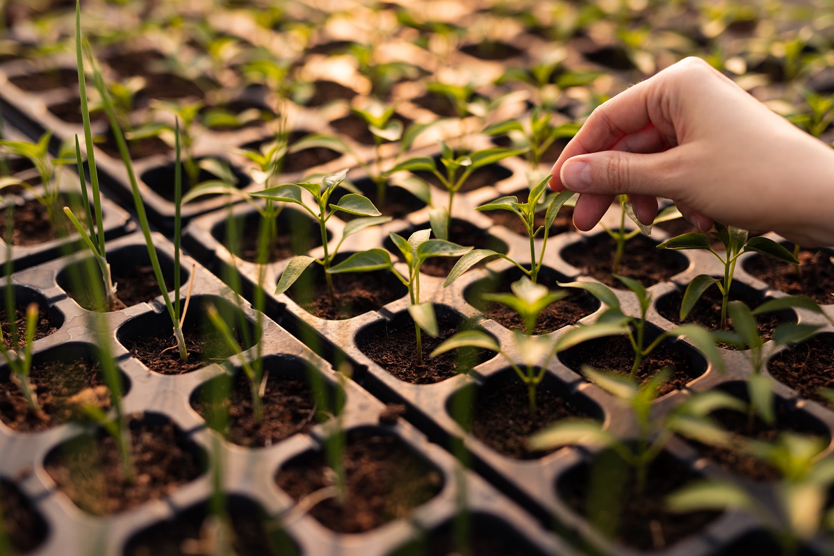 Hand touching young pepper seedlings growing in a black nursery seed tray