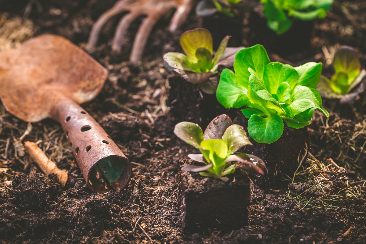 Rusty garden trowel and rake beside lettuce seedlings in dark soil
