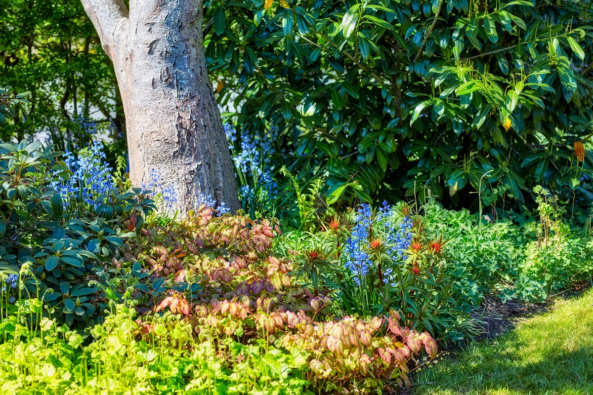 Shade garden bed under a tree with epimedium, bluebells and rhododendron